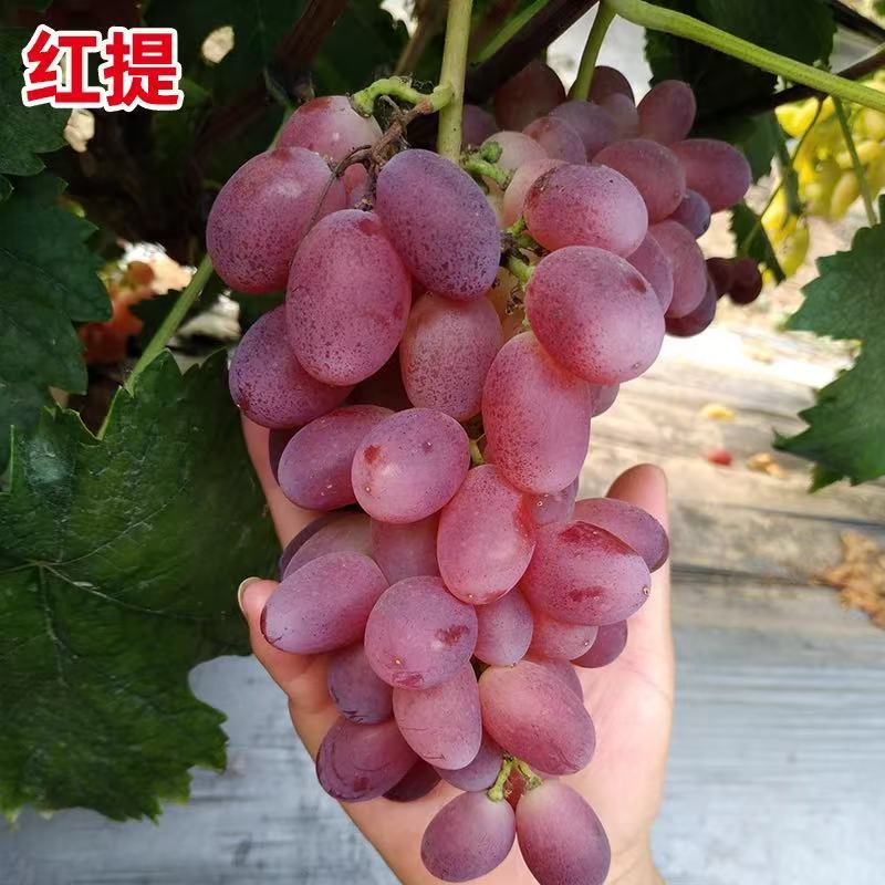 苗木/葡萄种苗/各种品种营养杯苗大量有货/对接全国采购商