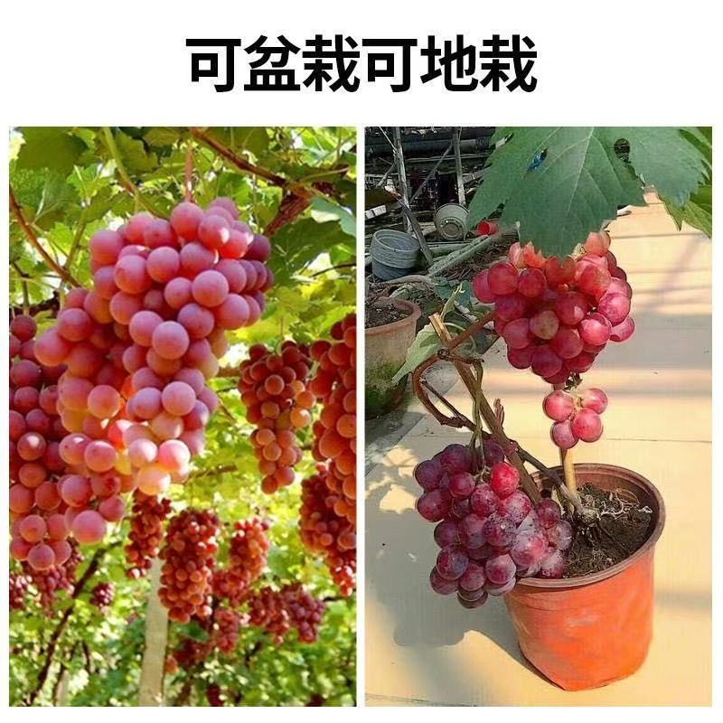 苗木/葡萄种苗/各种品种营养杯苗大量有货/对接全国采购商