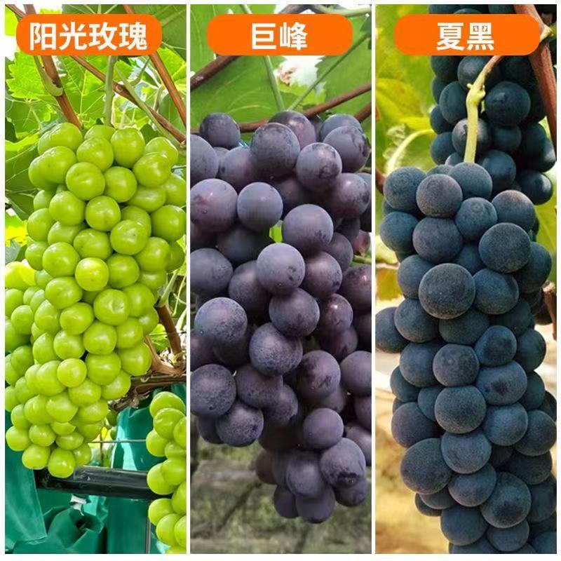 苗木/葡萄种苗/各种品种营养杯苗大量有货/对接全国采购商