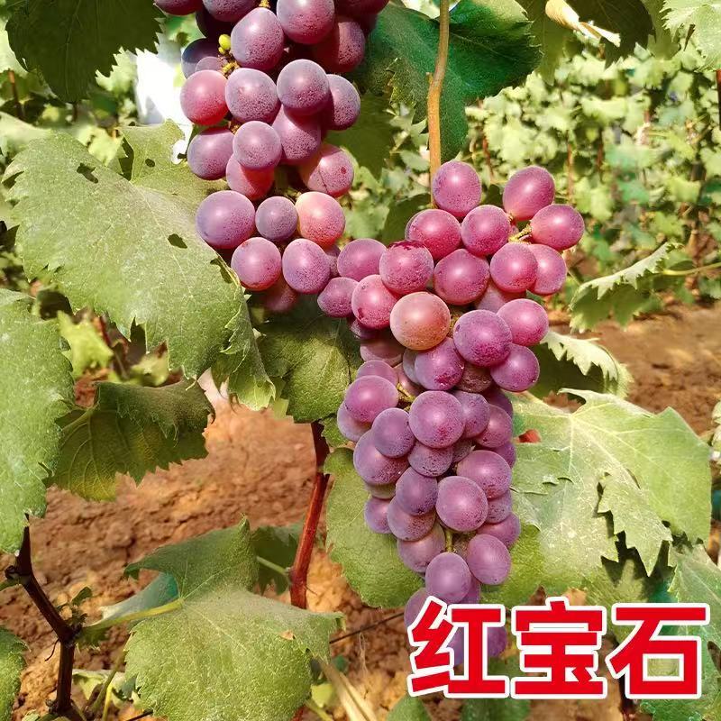 苗木/葡萄种苗/各种品种营养杯苗大量有货/对接全国采购商