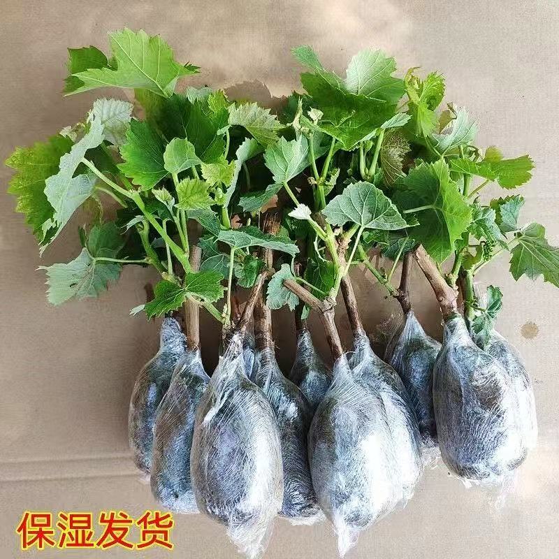 苗木/葡萄种苗/各种品种营养杯苗大量有货/对接全国采购商