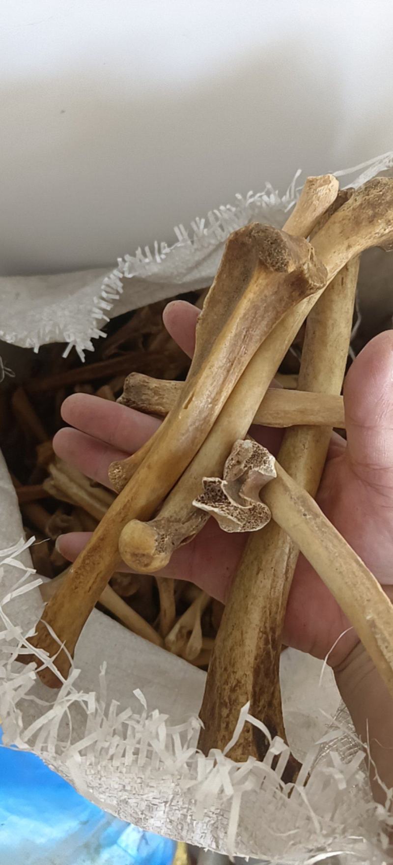狗骨头炒狗骨头煅制狗骨头狗骨头粉