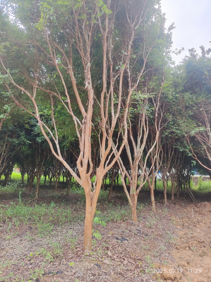3.5米树