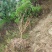 3.5米树