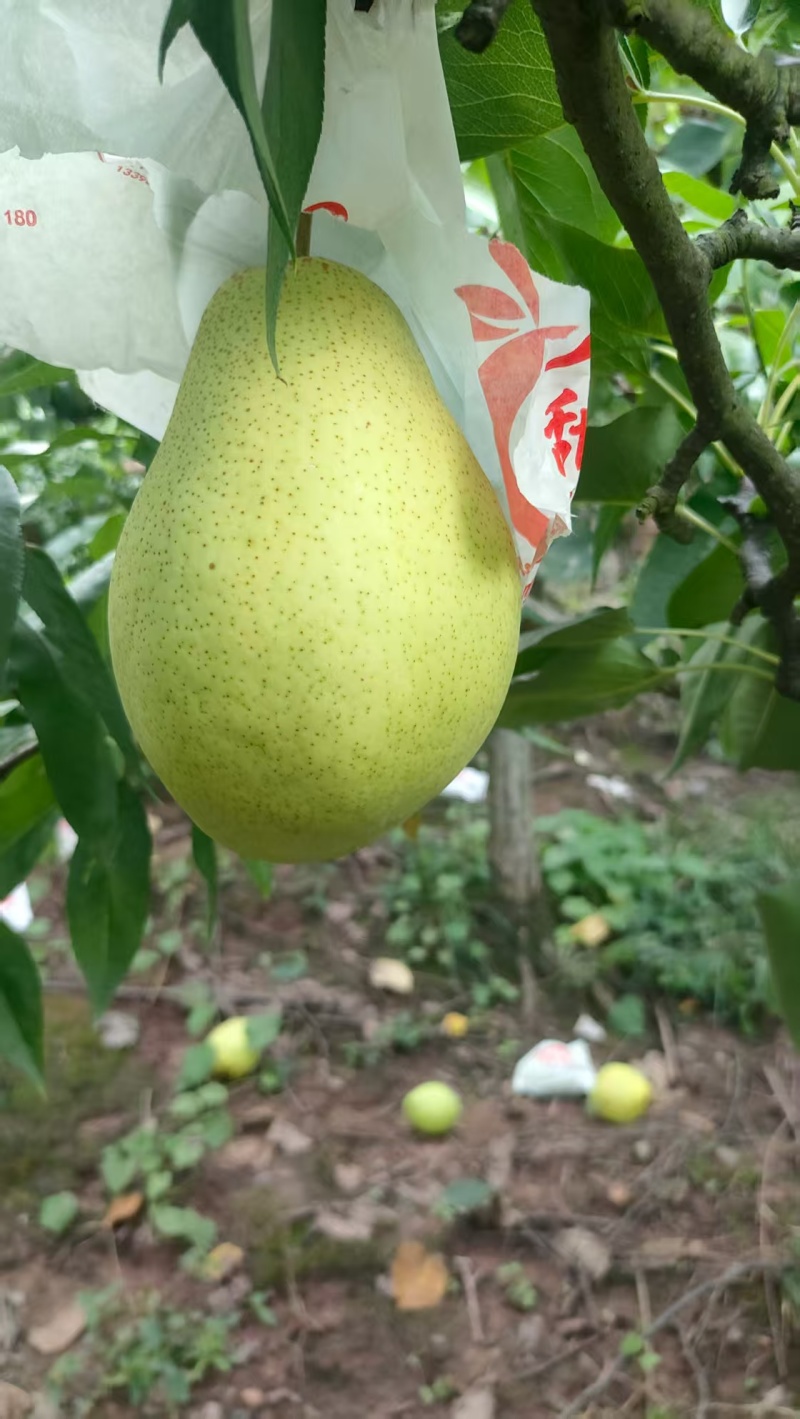 金花梨
