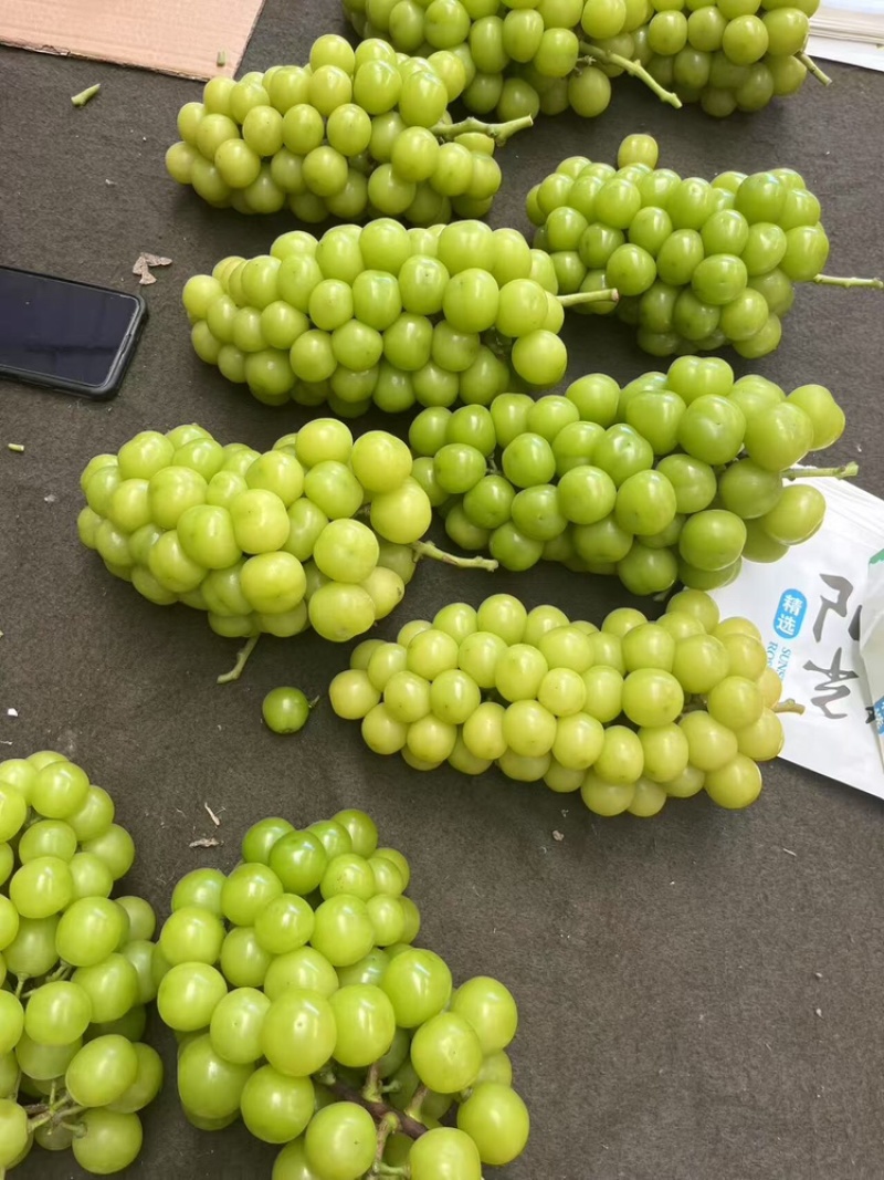阳光玫瑰，大量上市，一手货源，量大从优，可视频看货