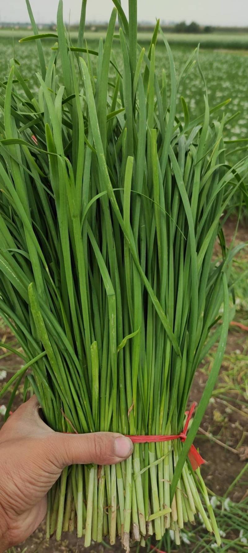 镇平县精品韭菜