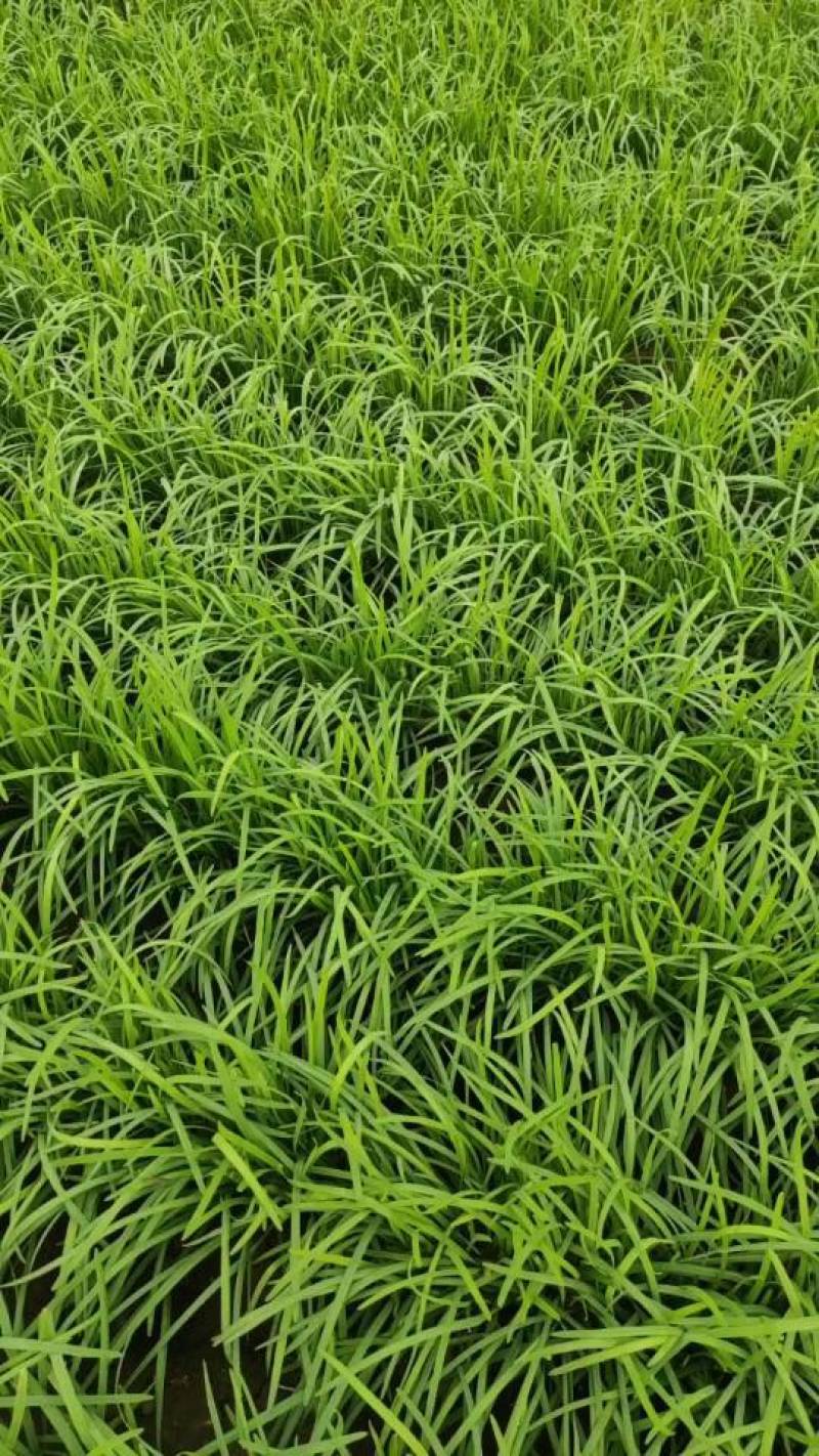 镇平县精品韭菜