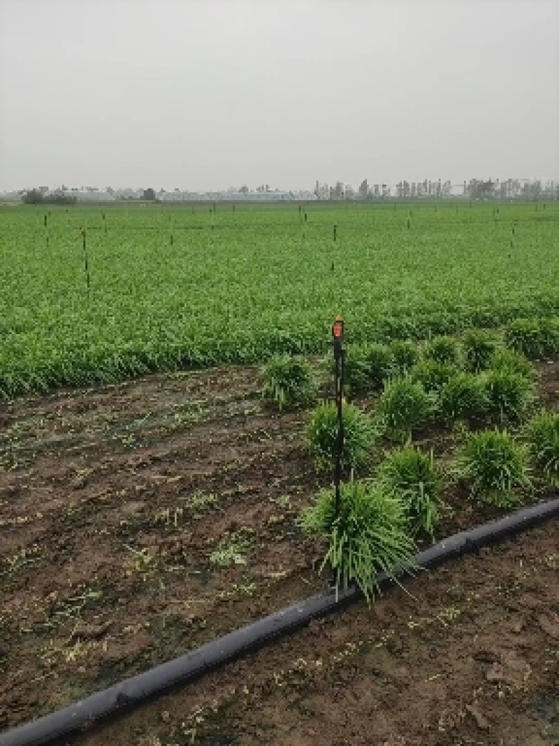 镇平县精品韭菜
