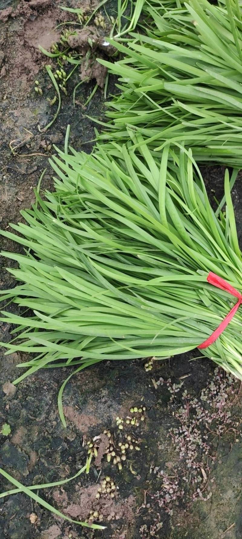 镇平县精品韭菜