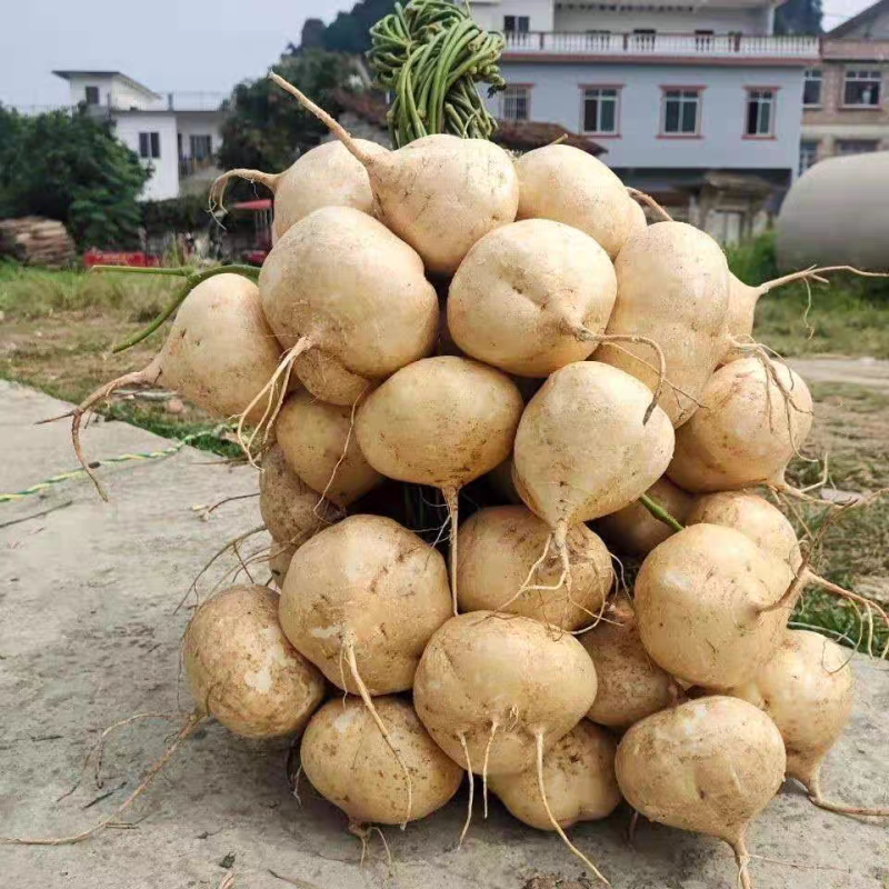 凉薯大量上市产地一手货源保质保量量大从优欢迎选购