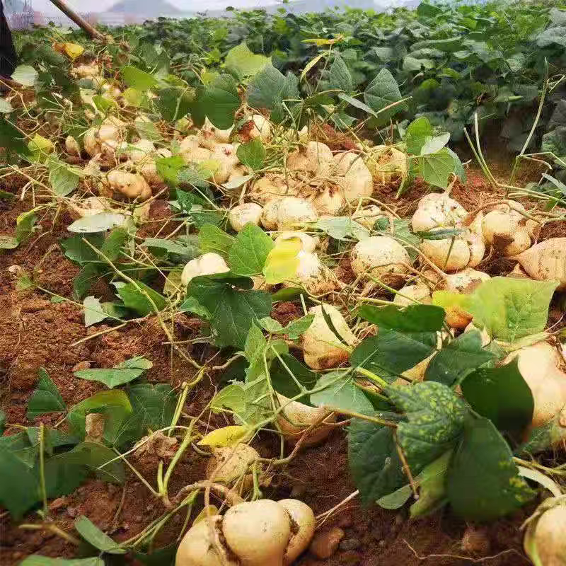 凉薯大量上市产地一手货源保质保量量大从优欢迎选购