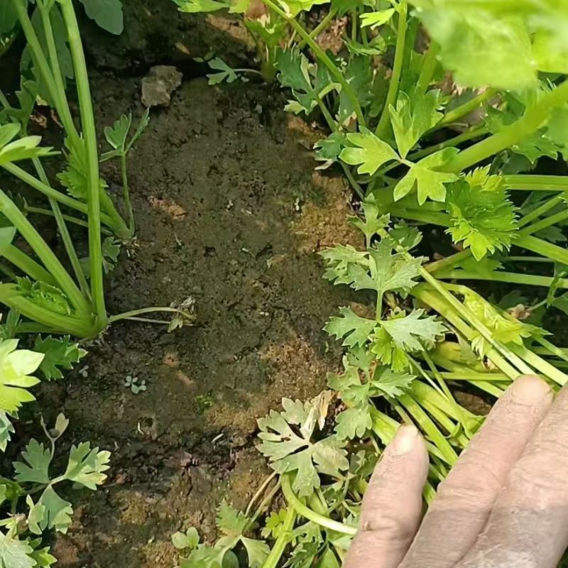 优质芹菜苗电商商超市场可对接全国量大从优可视频