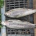 虹鳟鱼