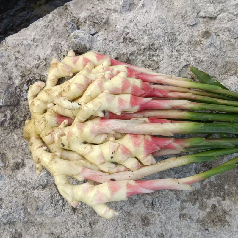 贵州惠水红芽仔姜