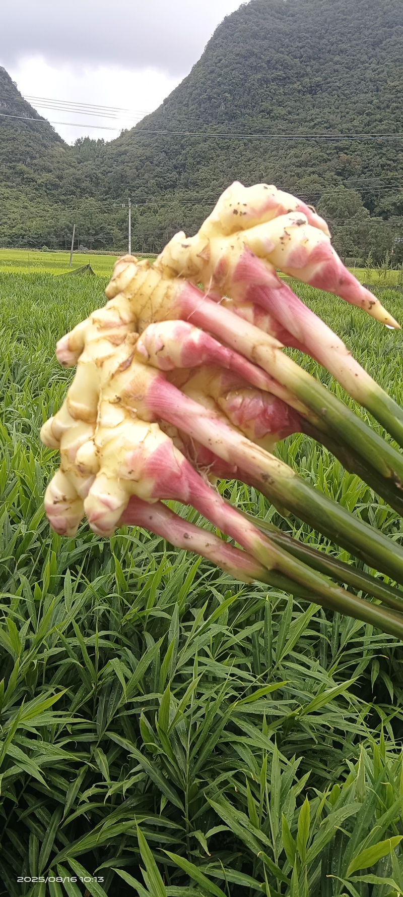 贵州惠水红芽仔姜