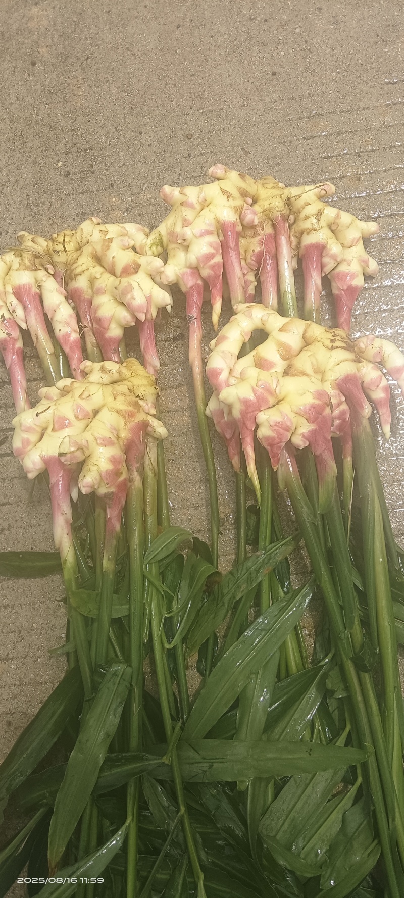 贵州惠水红芽仔姜