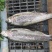 虹鳟鱼