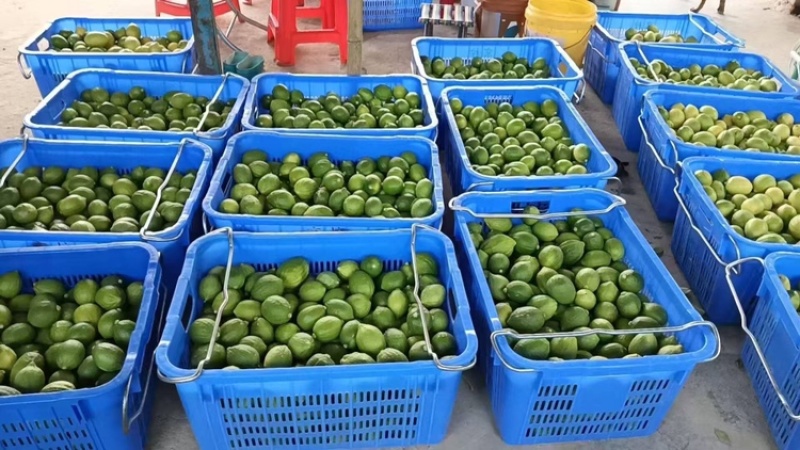 柠檬品质保证服务周到产地直发价格美丽欢迎联系