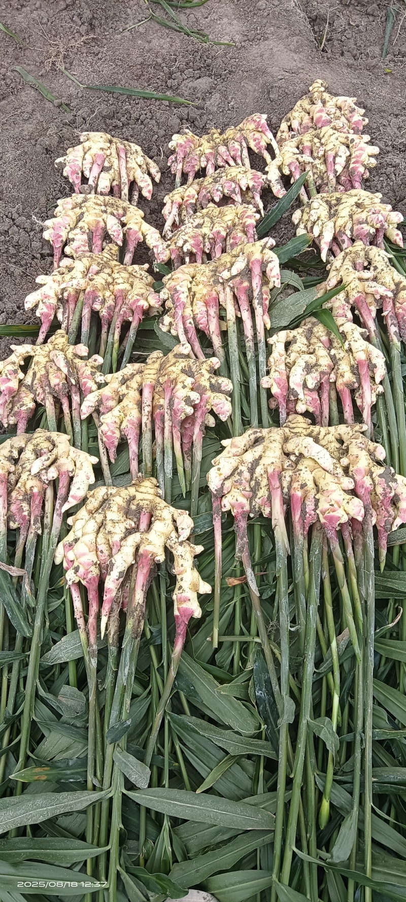 贵州惠水红芽仔姜