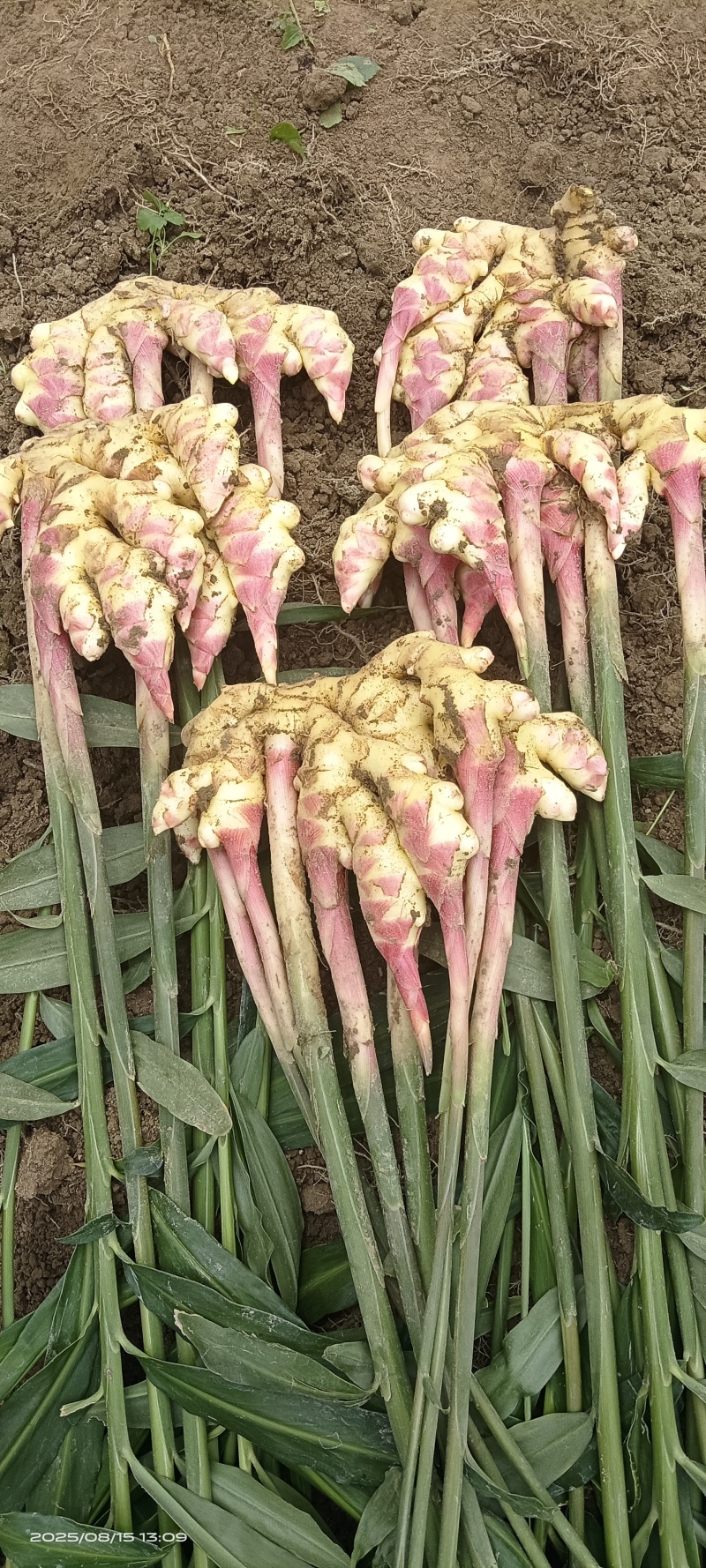 贵州惠水红芽仔姜