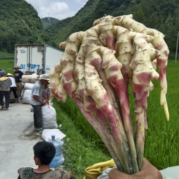 贵州惠水红芽仔姜