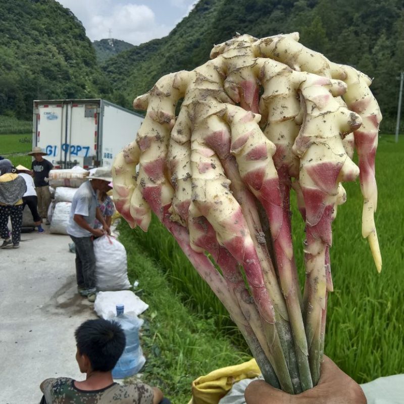 贵州惠水红芽仔姜
