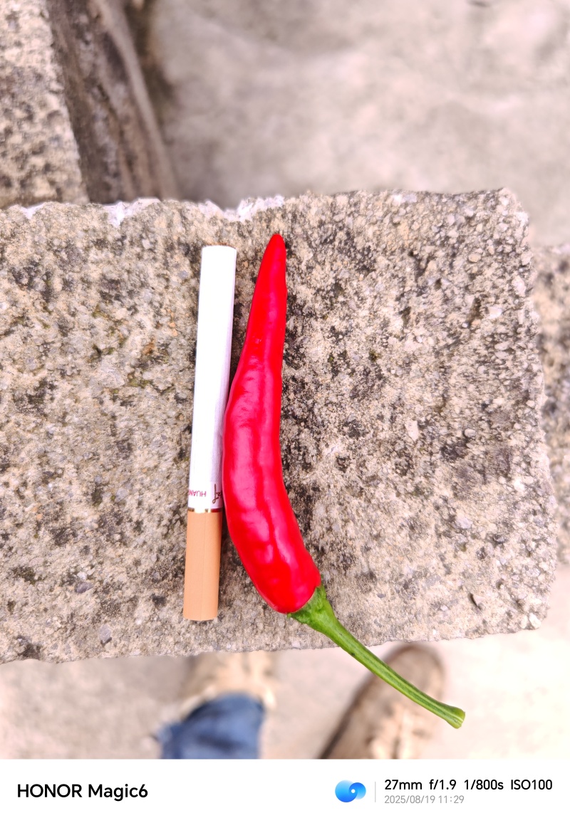 火锅椒，子弹头大量有货