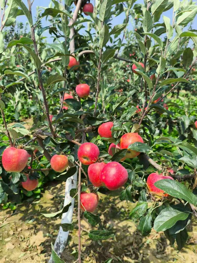 【新鲜直达】辽宁绥中鲁丽苹果新鲜采摘现货批发欢迎咨询