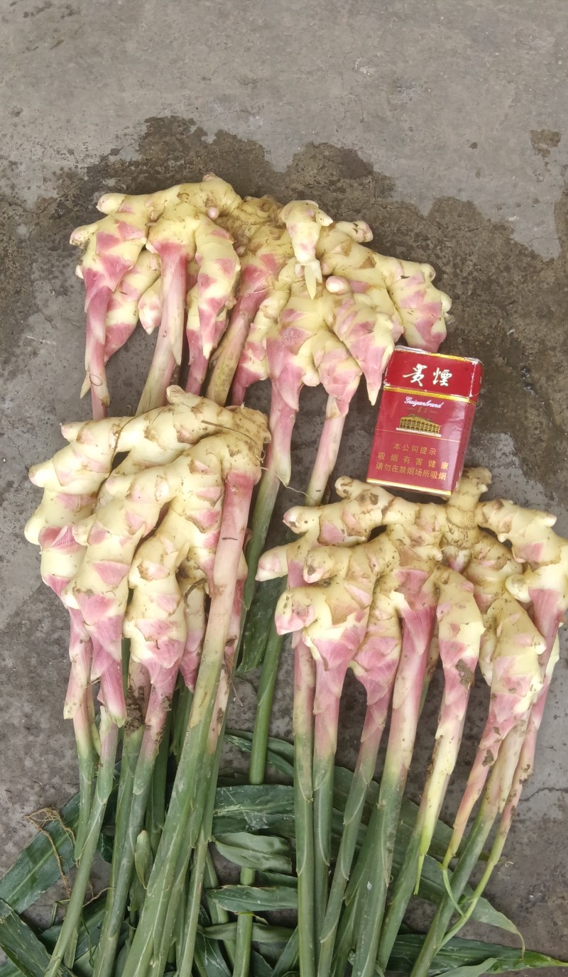 贵州惠水红芽仔姜