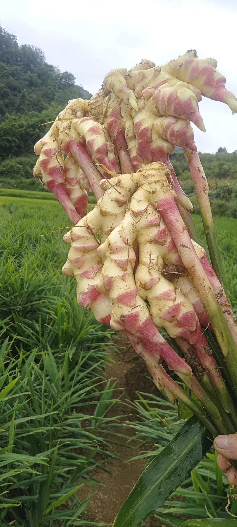 贵州惠水红芽仔姜