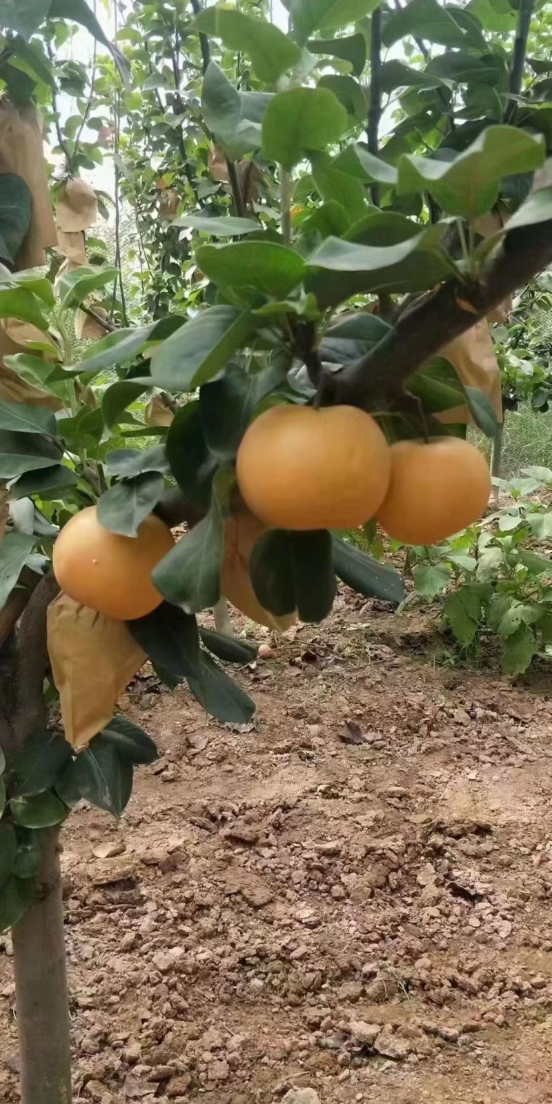 圆黄梨
