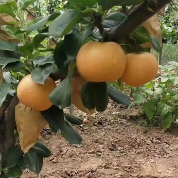 圆黄梨