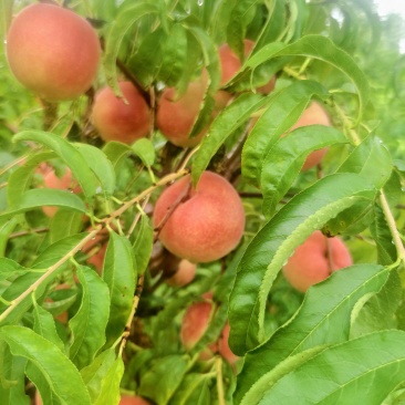 离核脆桃蜜桃
