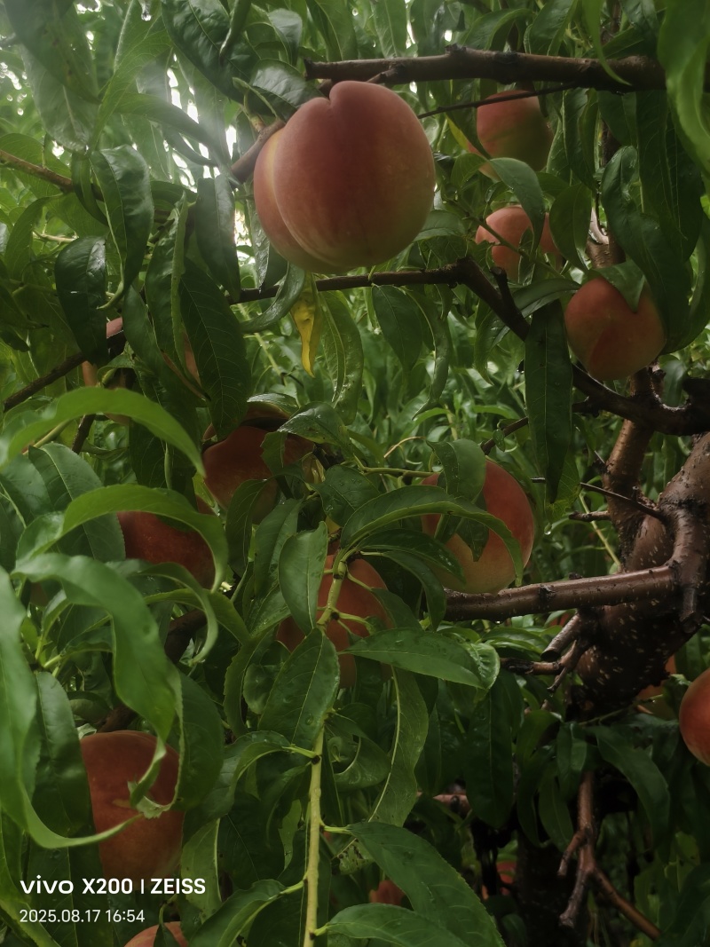 离核脆桃蜜桃