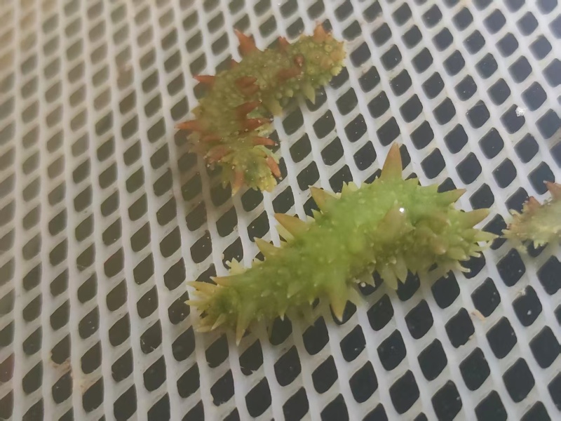 活体海参苗安源多刺苗，养殖场直供，成活率高提供技术指导