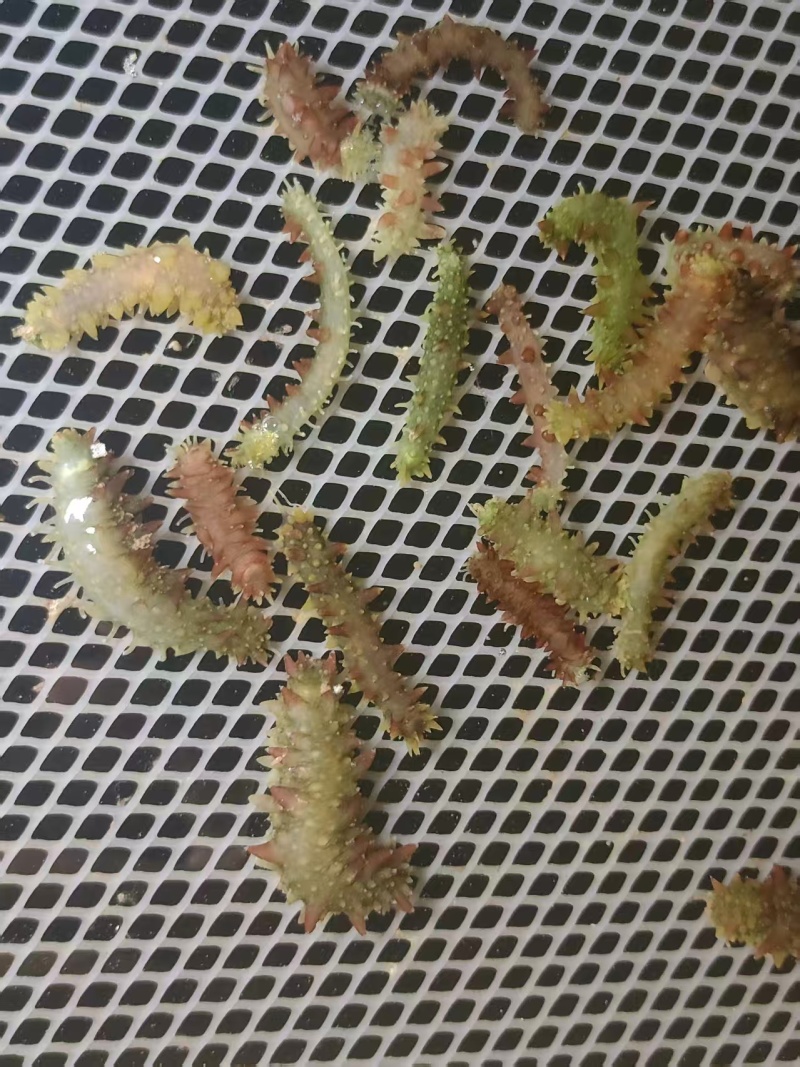 活体海参苗安源多刺苗，养殖场直供，成活率高提供技术指导