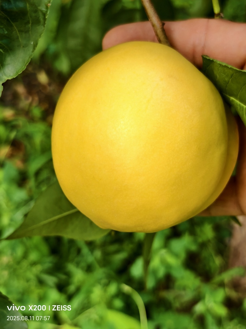 黄油桃