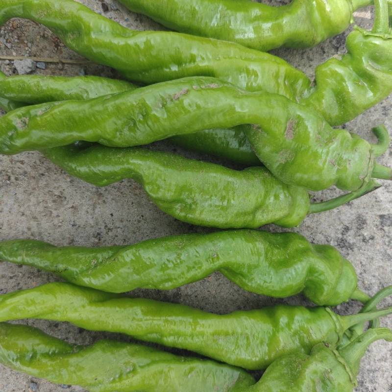 内蒙产地直供精品螺丝椒，货源充足，可