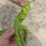 内蒙产地直供精品螺丝椒，货源充足，可