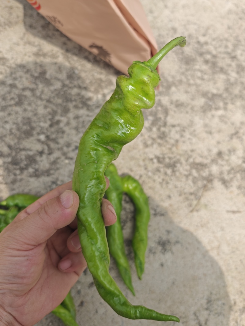 内蒙产地直供精品螺丝椒，货源充足，可