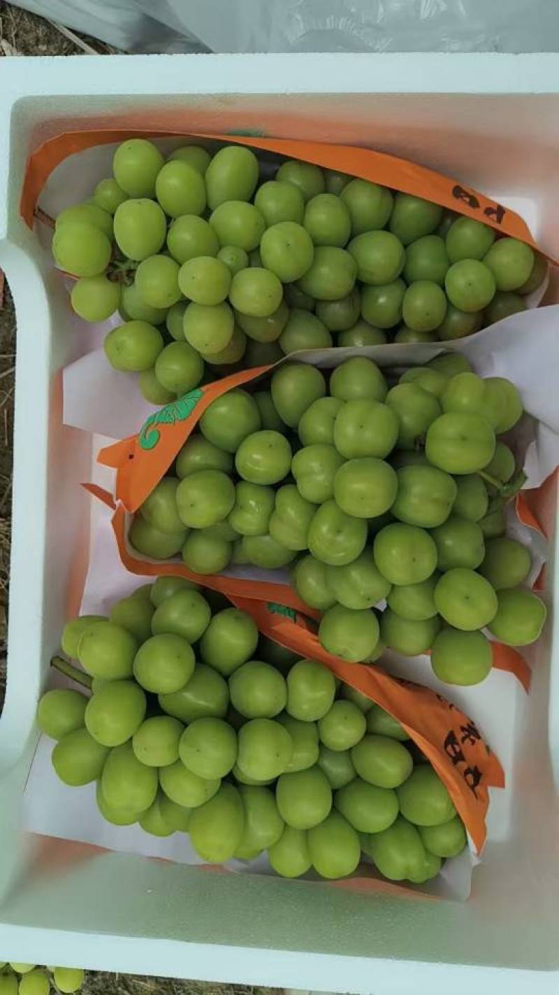 阳光玫瑰口感好串行大，不是烧棚垃圾果有兴趣的联系我。