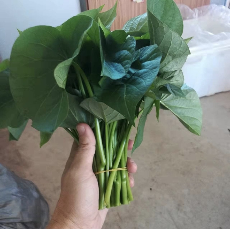 精品现货红薯叶1.50一斤包邮，发货地河南周口