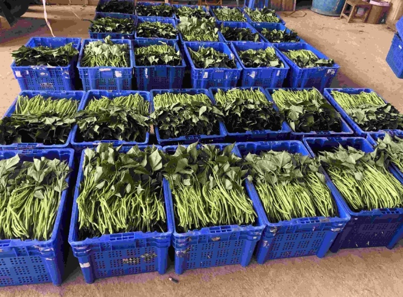 精品现货红薯叶1.50一斤包邮，发货地河南周口
