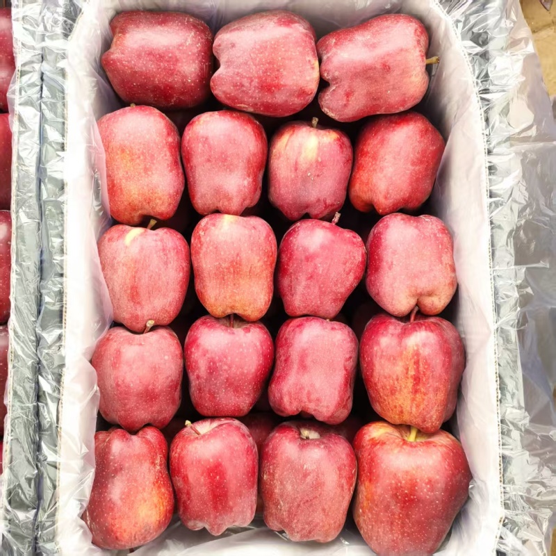 花牛苹果大量上市精品山东苹果可视频看货蛇果产地直发