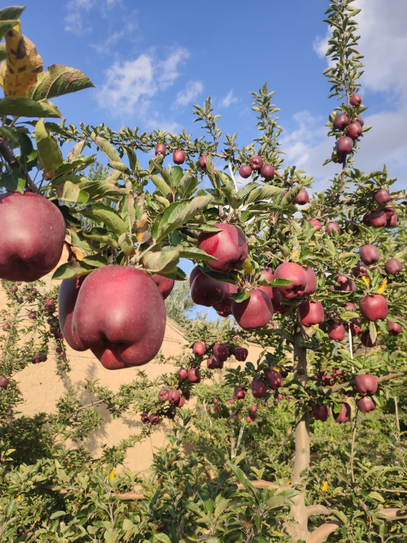 花牛苹果大量上市精品山东苹果可视频看货蛇果产地直发