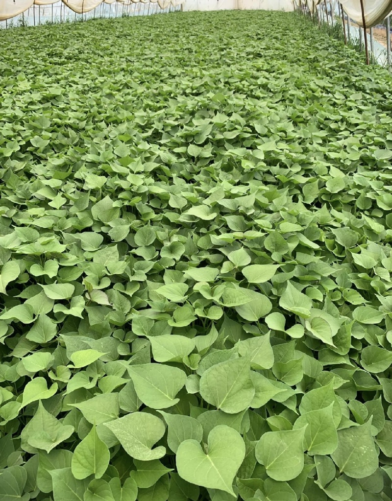 精品现货红薯叶1.50一斤包邮，发货地河南周口
