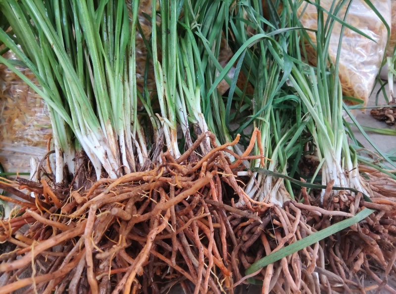 祁东黄花菜苗优质种苗易成活基地直供
