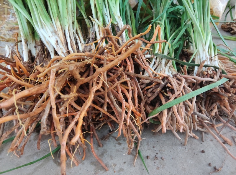 祁东黄花菜苗优质种苗易成活基地直供