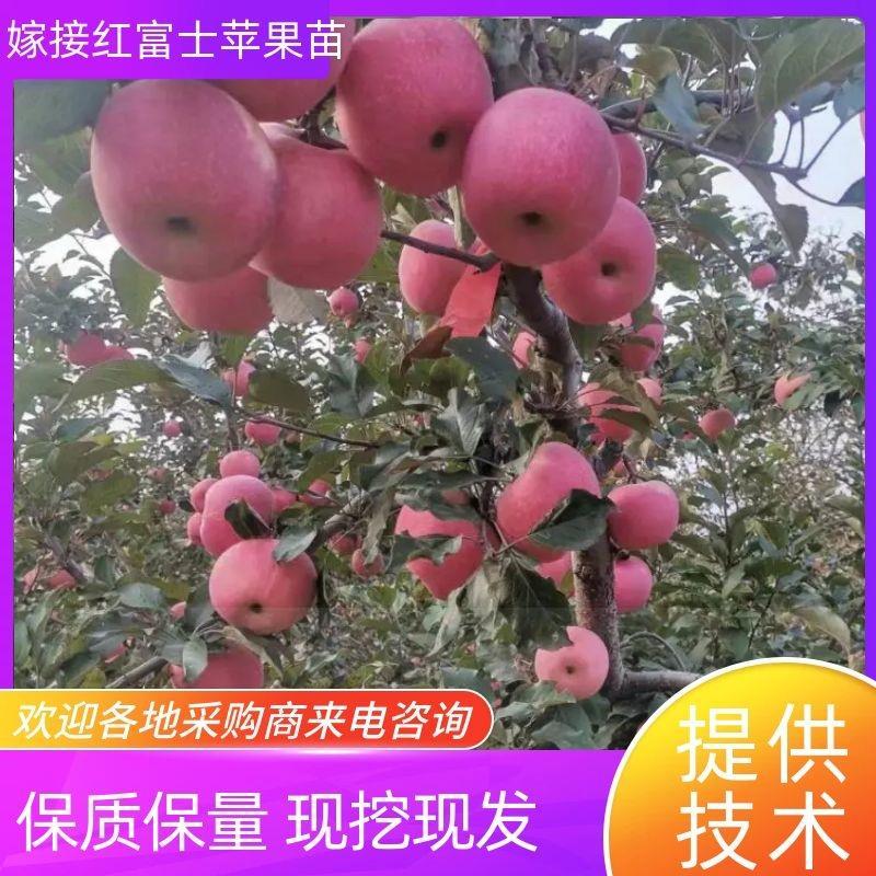 岀售优质红富士苹果苗